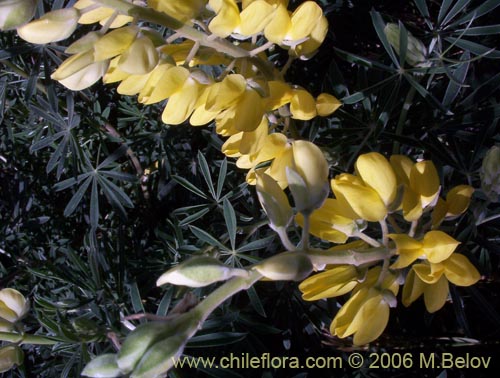 Bild von Lupinus arboreus (Chocho / Altramuz). Klicken Sie, um den Ausschnitt zu vergrössern.