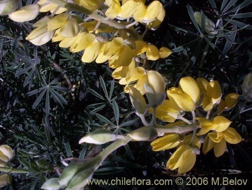 Image of Lupinus arboreus (Chocho / Altramuz). Click to enlarge parts of image.