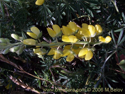 Image of Lupinus arboreus (Chocho / Altramuz). Click to enlarge parts of image.