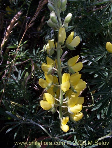 Bild von Lupinus arboreus (Chocho / Altramuz). Klicken Sie, um den Ausschnitt zu vergrössern.