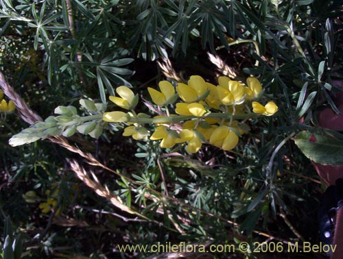 Image of Lupinus arboreus (Chocho / Altramuz). Click to enlarge parts of image.