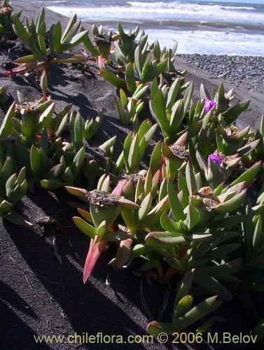 Bild von Carpobrotus aequilaterus (Doca / Frutilla del mar). Klicken Sie, um den Ausschnitt zu vergrössern.