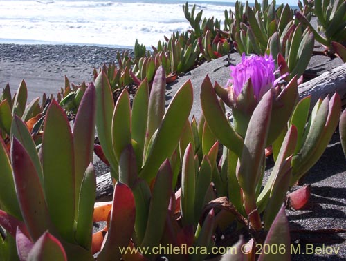 Imgen de Carpobrotus aequilaterus (Doca / Frutilla del mar). Haga un clic para aumentar parte de imgen.