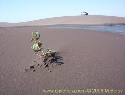 An image of young plant growing out of sand, at Putu dunes, Chile.