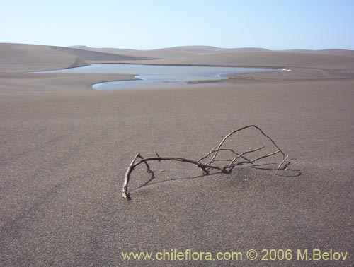 An image of a dried branch protruding from sand, Putu dunes, Chile.