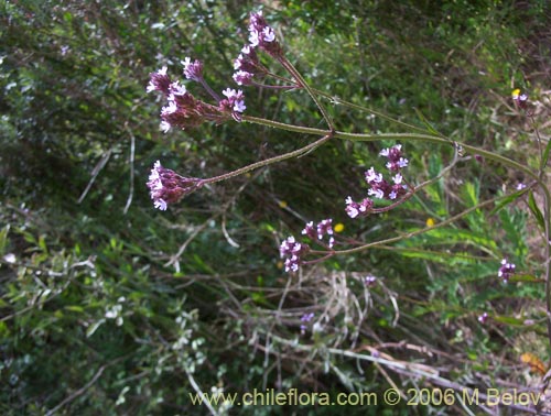 Image of Verbena litoralis (Verbena). Click to enlarge parts of image.