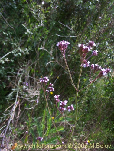 Фотография Verbena litoralis (Verbena). Щелкните, чтобы увеличить вырез.