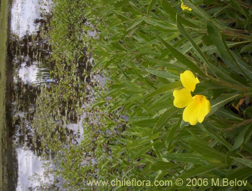 Bild von Ludwigia peploides (Duraznillo de agua). Klicken Sie, um den Ausschnitt zu vergrössern.