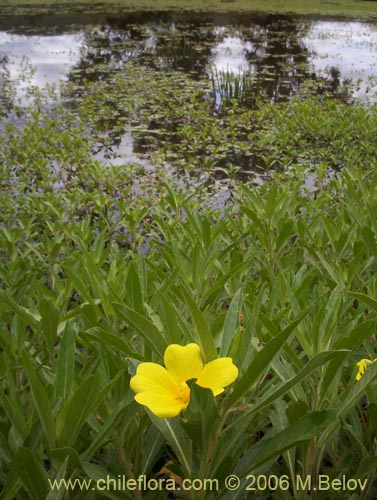 Bild von Ludwigia peploides (Duraznillo de agua). Klicken Sie, um den Ausschnitt zu vergrössern.