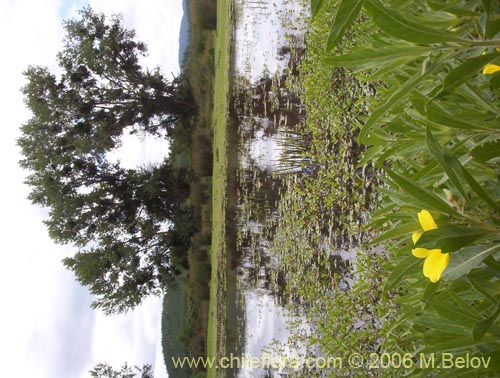 Bild von Ludwigia peploides (Duraznillo de agua). Klicken Sie, um den Ausschnitt zu vergrössern.