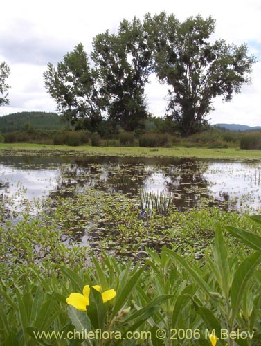 Image of Ludwigia peploides (Duraznillo de agua). Click to enlarge parts of image.