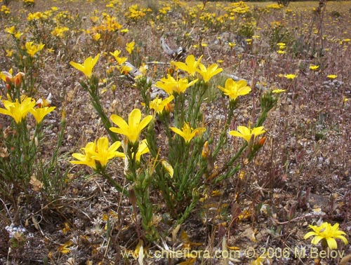 Imágen de Linum chamissonis (Ñancolahuén / Retamilla). Haga un clic para aumentar parte de imágen.