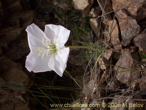 Bild von Oenothera acaulis (Don Diego de la noche / Rodalán / Colsilla / Hierba de la apostema). Klicken Sie, um den Ausschnitt zu vergrössern.