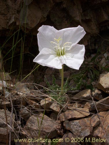 Imágen de Oenothera acaulis (Don Diego de la noche / Rodalán / Colsilla / Hierba de la apostema). Haga un clic para aumentar parte de imágen.