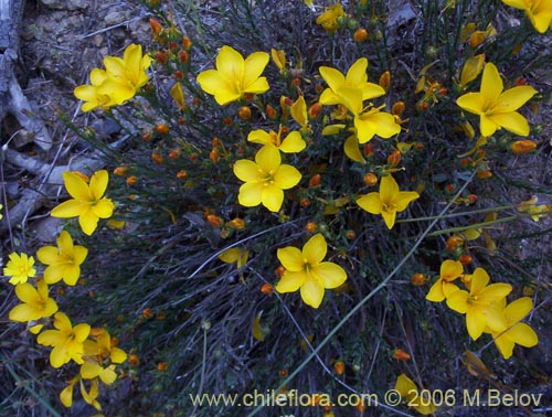 Imágen de Linum chamissonis (Ñancolahuén / Retamilla). Haga un clic para aumentar parte de imágen.