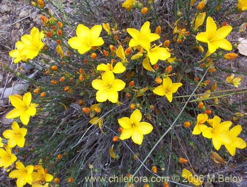 Imágen de Linum chamissonis (Ñancolahuén / Retamilla). Haga un clic para aumentar parte de imágen.