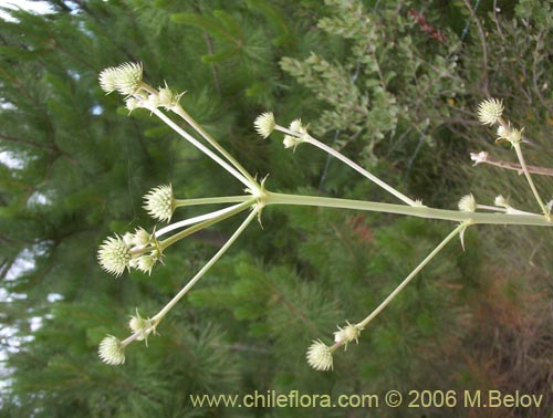 Bild von Eryngium paniculatum (Chupalla). Klicken Sie, um den Ausschnitt zu vergrössern.