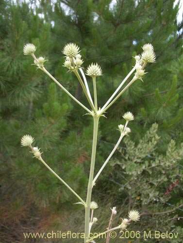 Imágen de Eryngium paniculatum (Chupalla). Haga un clic para aumentar parte de imágen.