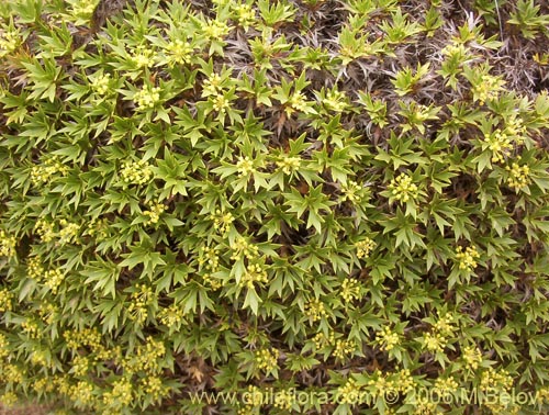 Image of Azorella trifurcata (). Click to enlarge parts of image.