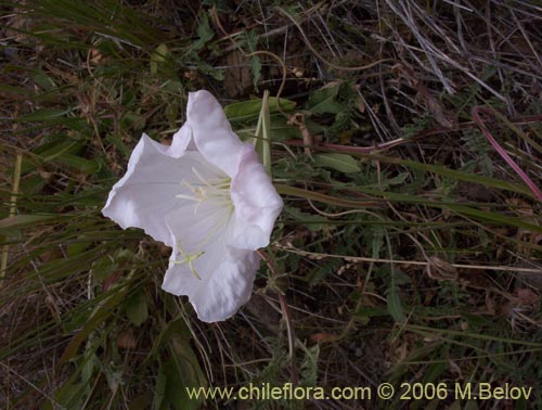 Imágen de Oenothera acaulis (Don Diego de la noche / Rodalán / Colsilla / Hierba de la apostema). Haga un clic para aumentar parte de imágen.