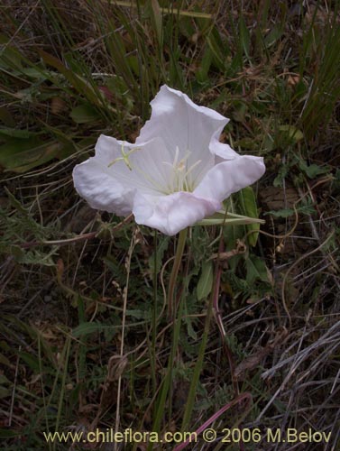 Bild von Oenothera acaulis (Don Diego de la noche / Rodalán / Colsilla / Hierba de la apostema). Klicken Sie, um den Ausschnitt zu vergrössern.