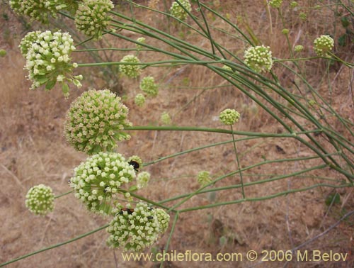 Bild von Eryngium paniculatum (Chupalla). Klicken Sie, um den Ausschnitt zu vergrössern.