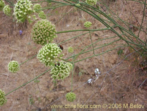 Bild von Eryngium paniculatum (Chupalla). Klicken Sie, um den Ausschnitt zu vergrössern.