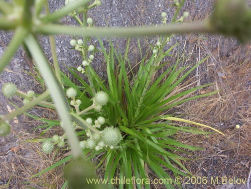 Image of Eryngium paniculatum (Chupalla). Click to enlarge parts of image.