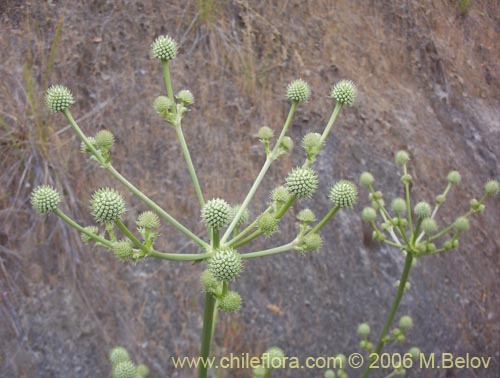 Eryngium paniculatum的照片