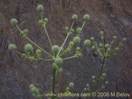 Фотография Eryngium paniculatum (Chupalla). Щелкните, чтобы увеличить вырез.