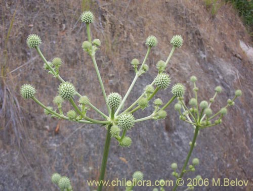 Bild von Eryngium paniculatum (Chupalla). Klicken Sie, um den Ausschnitt zu vergrössern.