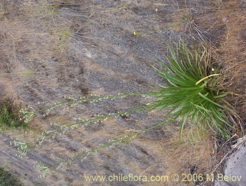 Imágen de Eryngium paniculatum (Chupalla). Haga un clic para aumentar parte de imágen.