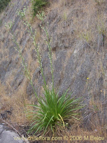 Eryngium paniculatum的照片