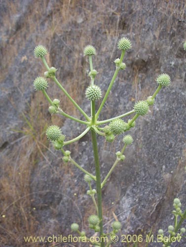 Eryngium paniculatum의 사진