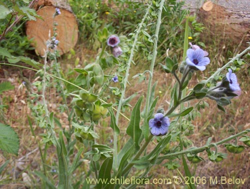 Image of Cynoglossum creticum (Trupa / Garrapatilla). Click to enlarge parts of image.