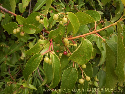 Фотография Aristotelia chilensis (Maqui). Щелкните, чтобы увеличить вырез.