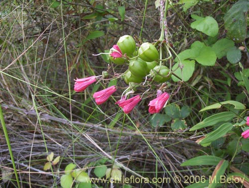 Image of Bomarea salsilla (Salsilla / Zarcilla / Copihuito). Click to enlarge parts of image.