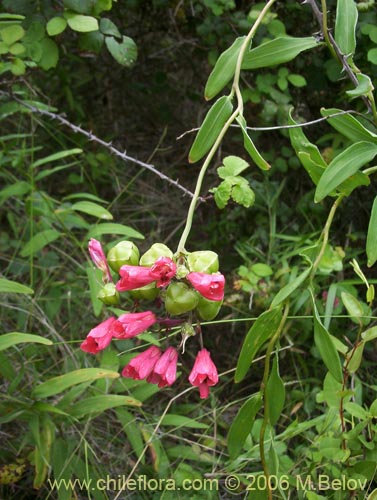 Imágen de Bomarea salsilla (Salsilla / Zarcilla / Copihuito). Haga un clic para aumentar parte de imágen.