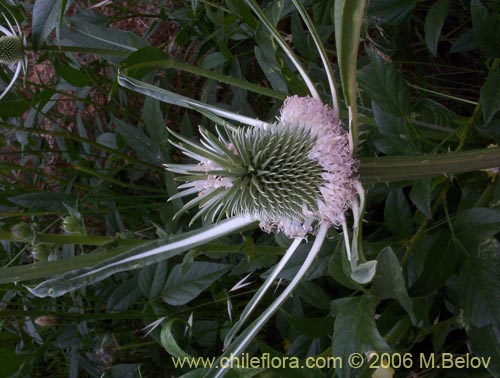 Фотография Dipsacus sativus (Carda / Cardilla). Щелкните, чтобы увеличить вырез.