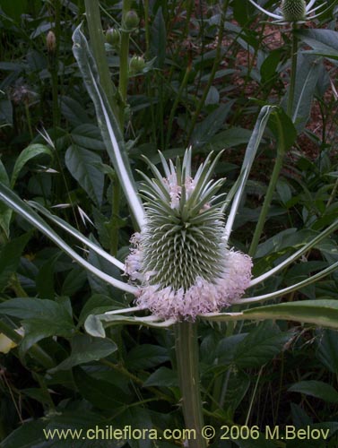 Фотография Dipsacus sativus (Carda / Cardilla). Щелкните, чтобы увеличить вырез.