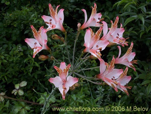 Bild von Alstroemeria ligtu ssp. ligtu (Liuto). Klicken Sie, um den Ausschnitt zu vergrössern.