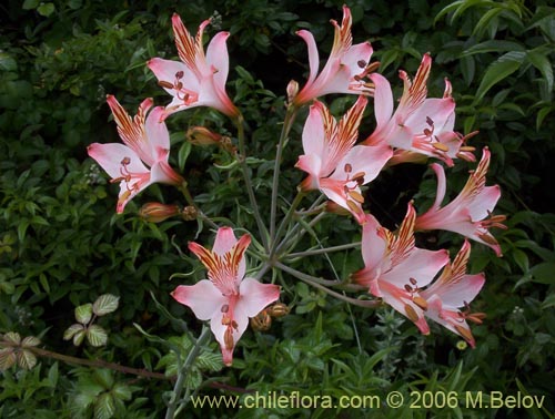 Image of Alstroemeria ligtu ssp. ligtu (Liuto). Click to enlarge parts of image.