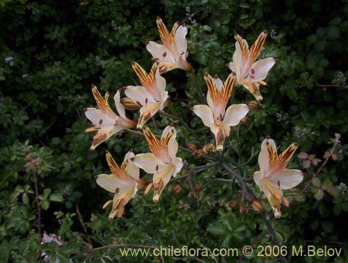 Image of Alstroemeria ligtu ssp. ligtu (Liuto). Click to enlarge parts of image.