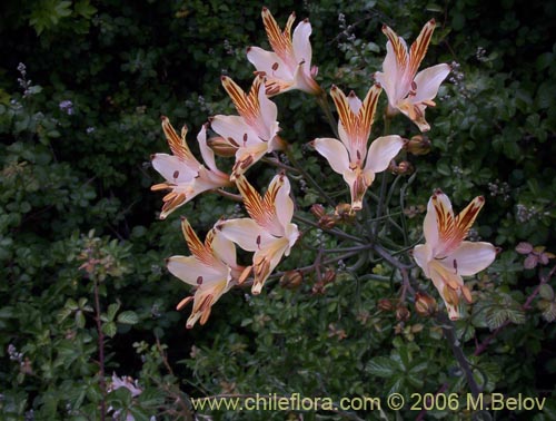 Bild von Alstroemeria ligtu ssp. ligtu (Liuto). Klicken Sie, um den Ausschnitt zu vergrössern.