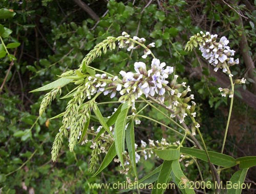 Bild von Psoralea glandulosa (Culén / Cule). Klicken Sie, um den Ausschnitt zu vergrössern.
