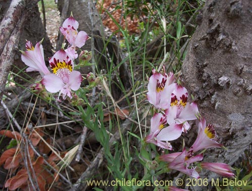 Bild von Alstroemeria pulchra ssp. pulchra (Flor de Aguila / Flor de San Martin / Mariposa del Campo). Klicken Sie, um den Ausschnitt zu vergrössern.