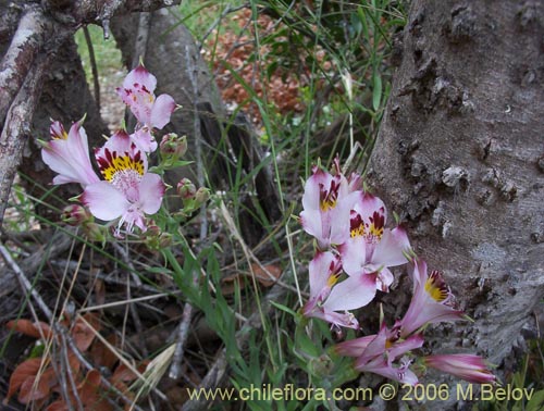 Фотография Alstroemeria pulchra ssp. pulchra (Flor de Aguila / Flor de San Martin / Mariposa del Campo). Щелкните, чтобы увеличить вырез.