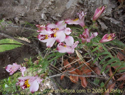 Фотография Alstroemeria pulchra ssp. pulchra (Flor de Aguila / Flor de San Martin / Mariposa del Campo). Щелкните, чтобы увеличить вырез.