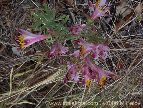 Image of Alstroemeria pulchra ssp. pulchra (Flor de Aguila / Flor de San Martin / Mariposa del Campo). Click to enlarge parts of image.