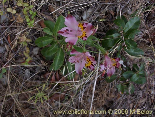 Image of Alstroemeria pulchra ssp. pulchra (Flor de Aguila / Flor de San Martin / Mariposa del Campo). Click to enlarge parts of image.